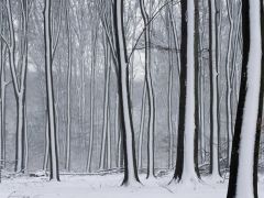 Tapeta Nature trees with snow 016.jpg
